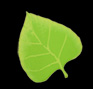 green-leaf